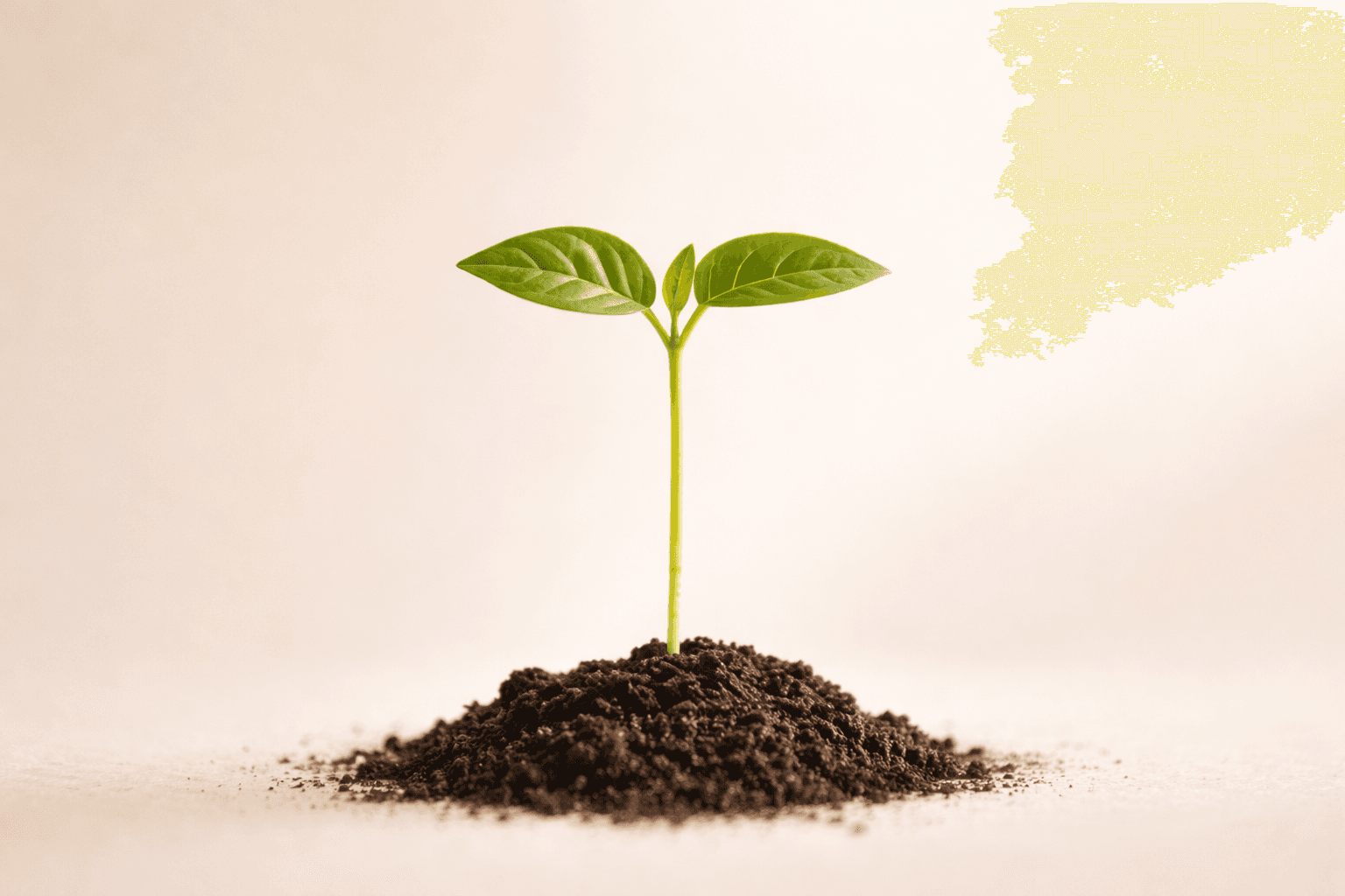 小さな新芽が土から芽生えている様子